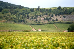 Burgundy,_France_wine_region