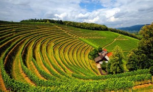 burgundy-wine-guide-vineyard