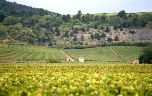 Burgundy,_France_wine_region