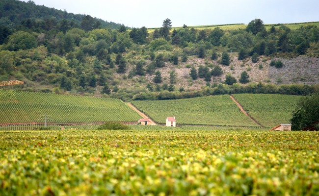 Burgundy,_France_wine_region